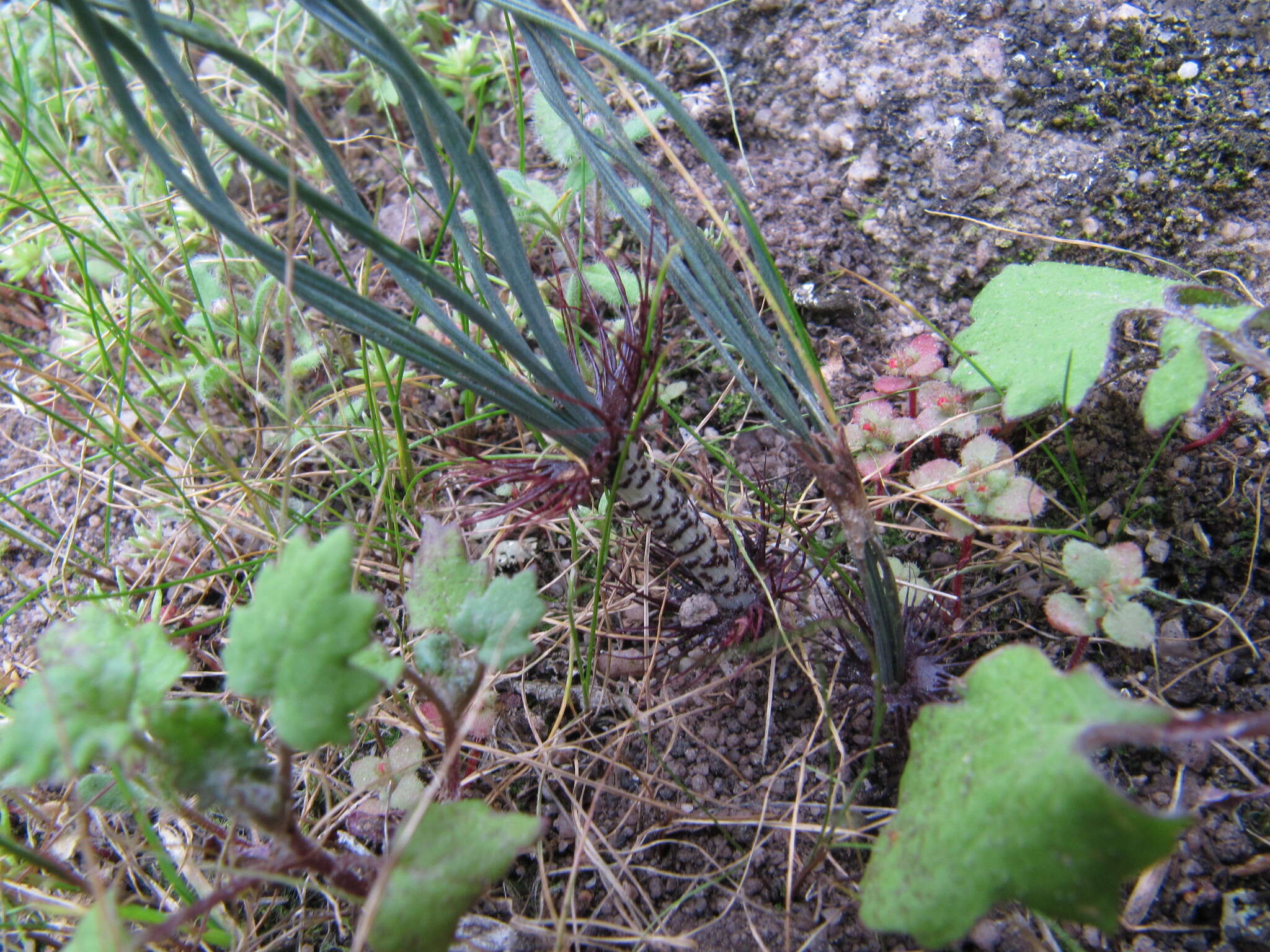 Sivun Gethyllis verticillata R. Br. kuva