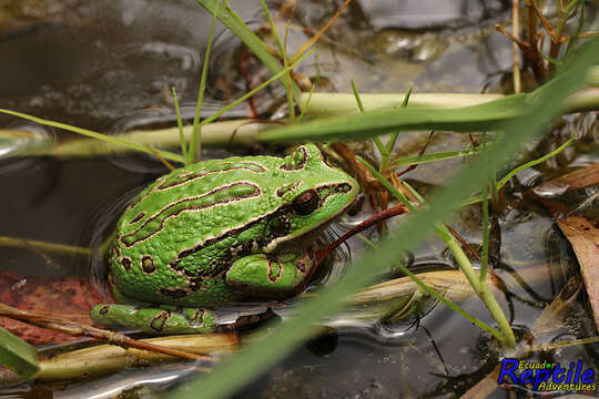 Image de Gastrotheca pseustes Duellman & Hillis 1987