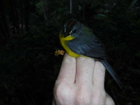 Image of Grey-and-gold Warbler