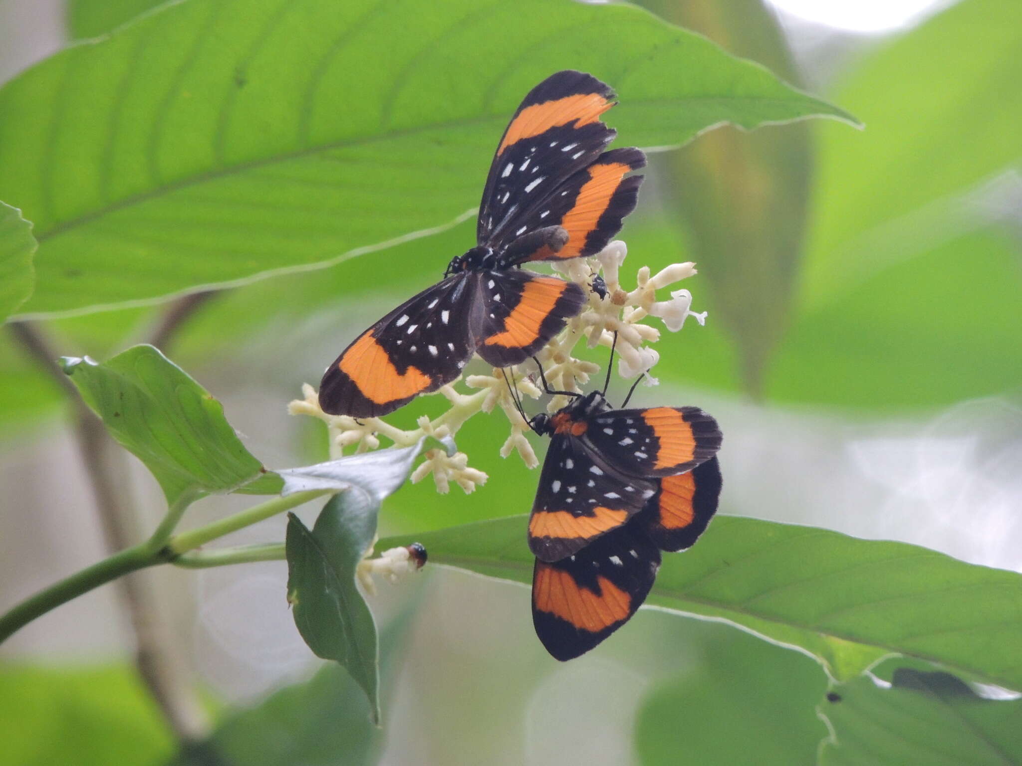 Image of Stalachtis euterpe (Linnaeus 1758)