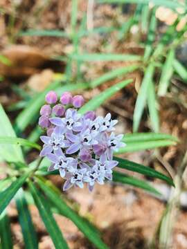 Image of Arizona milkweed