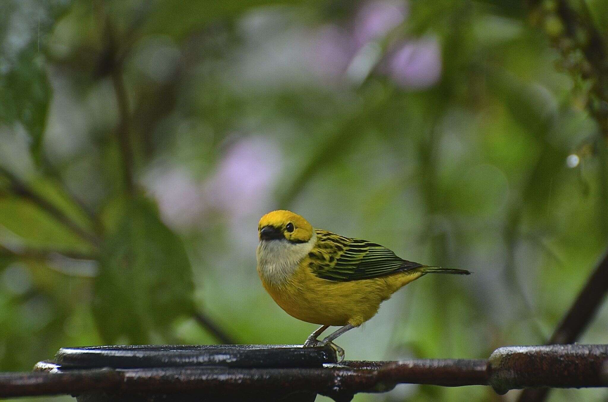 Image of Silver-throated Tanager