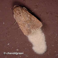 Image of Spodoptera pecten Guenée 1852