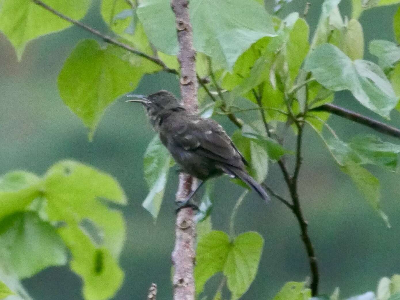 Image of Tahiti Reed Warbler