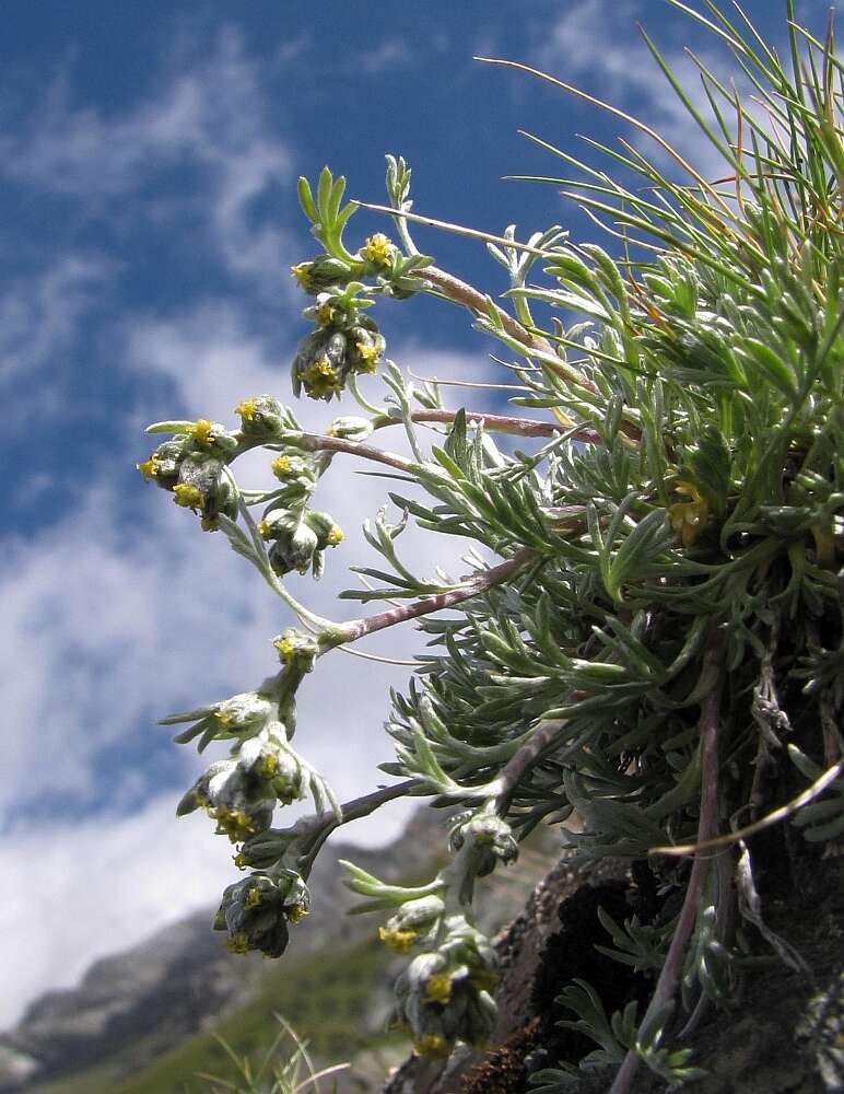 Image of Alpine Wormwood