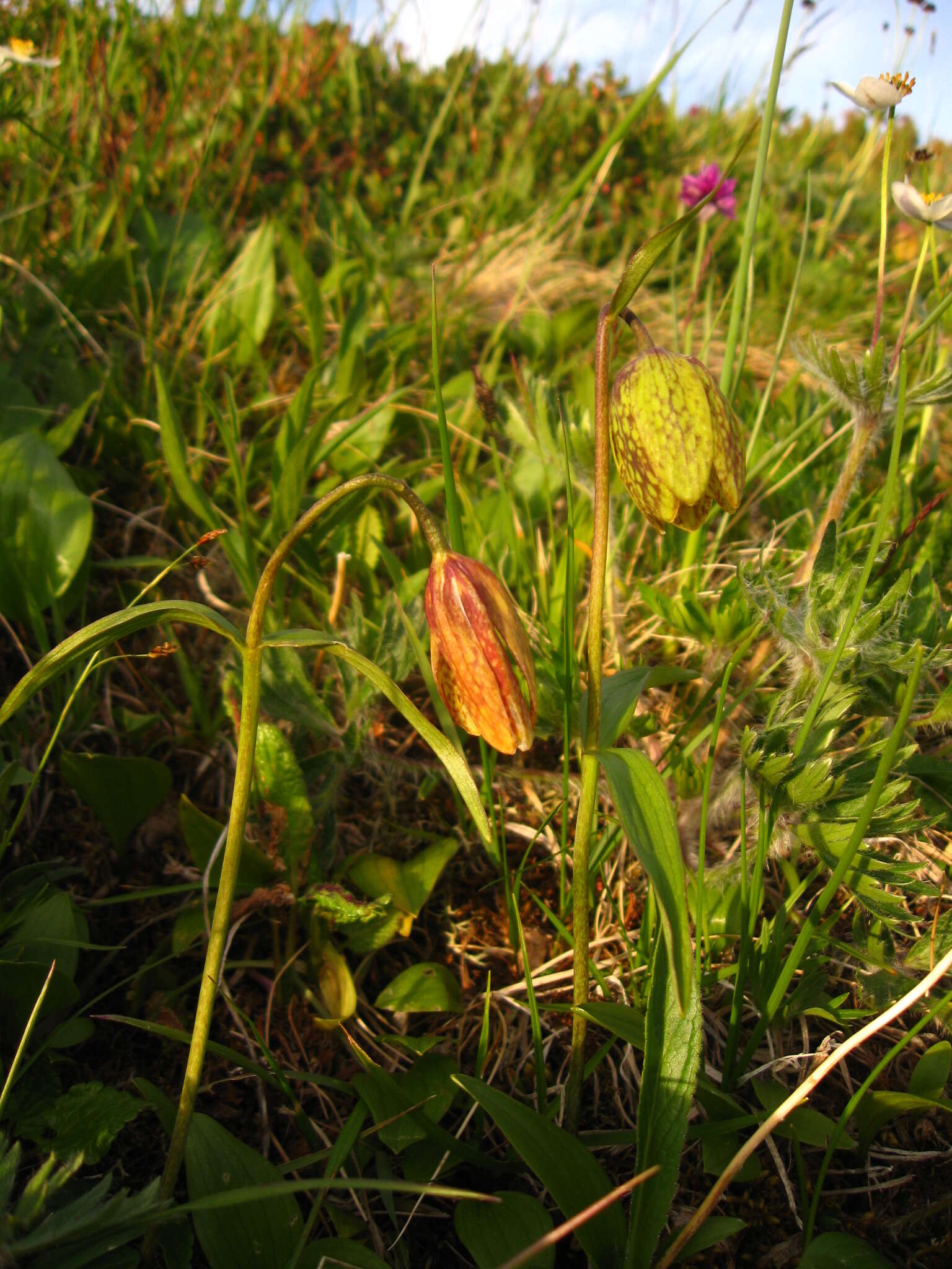 Image of Fritillaria dagana Turcz.