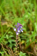 Image of Scutellaria discolor Colebr.