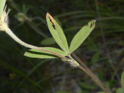 Image of Trifolium ochroleucon var. ochroleucon