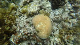 Image of tombstone coral