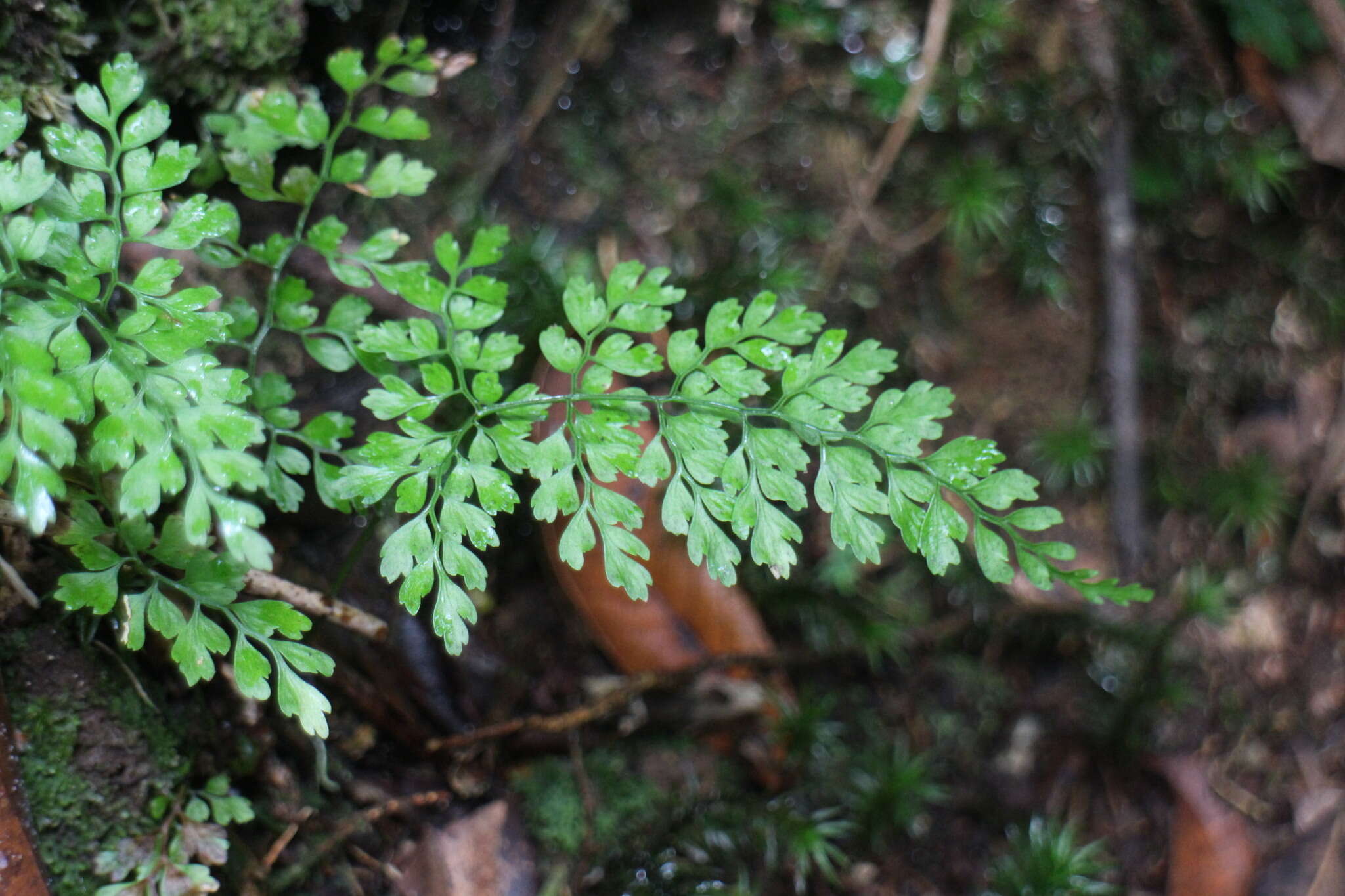 Image of Dryopteris diffracta (Bak.) C. Chr.