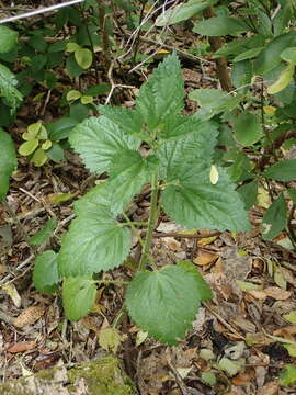 Image of Urtica australis Hook. fil.