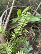 Image of Florida Yew