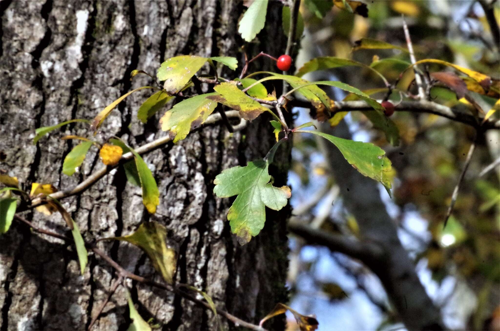 Image de Crataegus spathulata Michx.