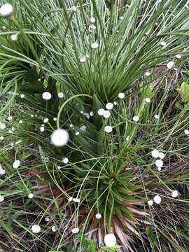 Imagem de Paepalanthus chiquitensis Herzog