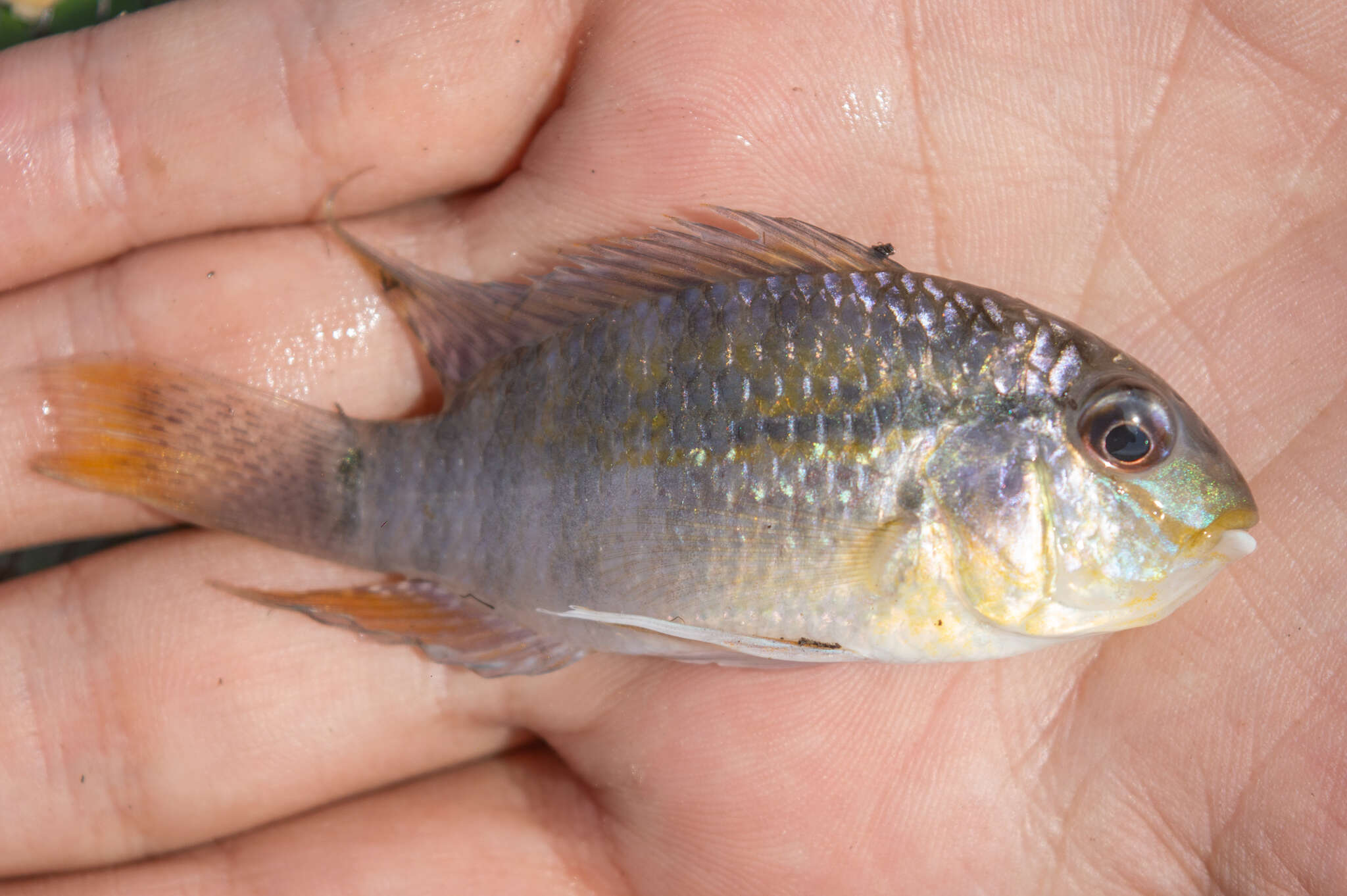 Image of Banded acara