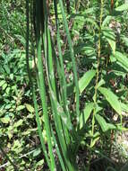 Image of Allium sacculiferum Maxim.