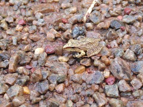 Image of Pristimantis chiastonotus (Lynch & Hoogmoed 1977)