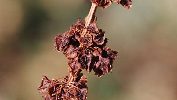 Rumex californicus Rech. fil. resmi