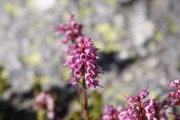 Image of Erica spiculifolia Salisb.