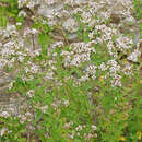 صورة Origanum vulgare subsp. vulgare