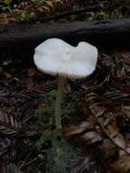 Image of Entoloma adnatifolium (Murrill) Blanco-Dios 2015