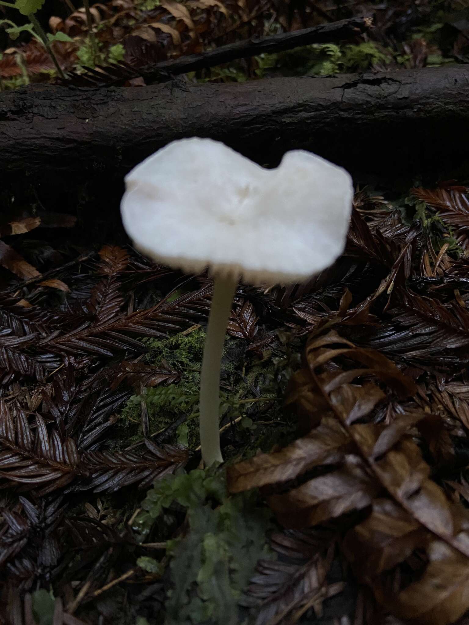 Image of Entoloma adnatifolium (Murrill) Blanco-Dios 2015