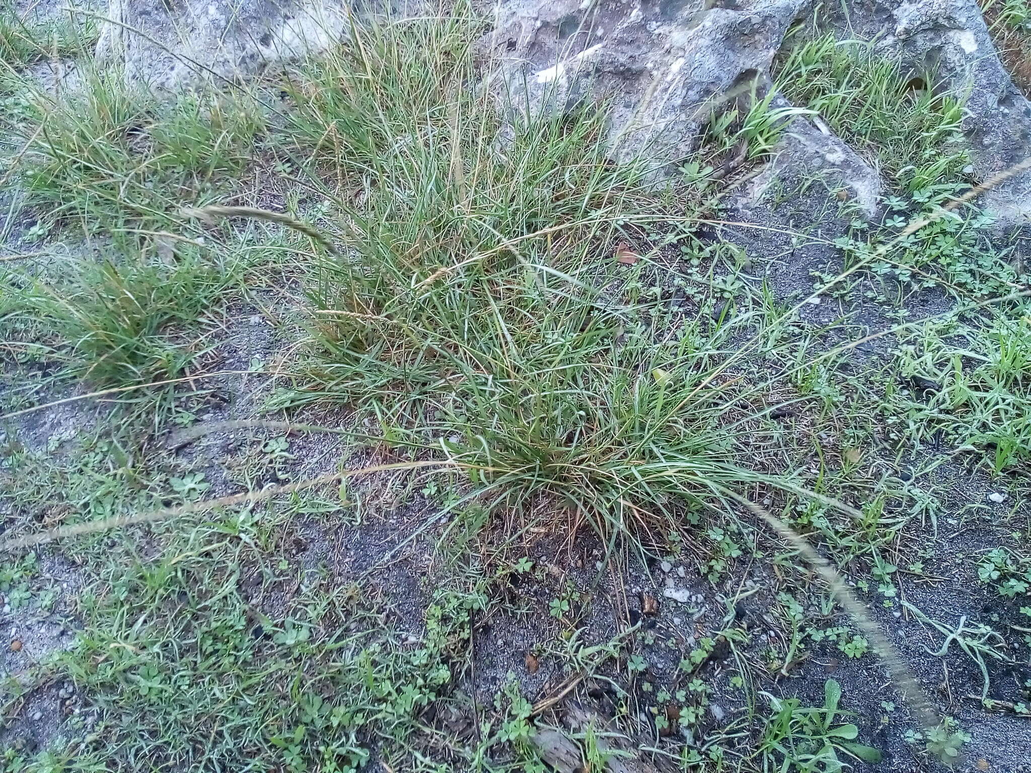 Image of rat-tail grass