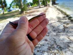 Image of Dusky pipefish