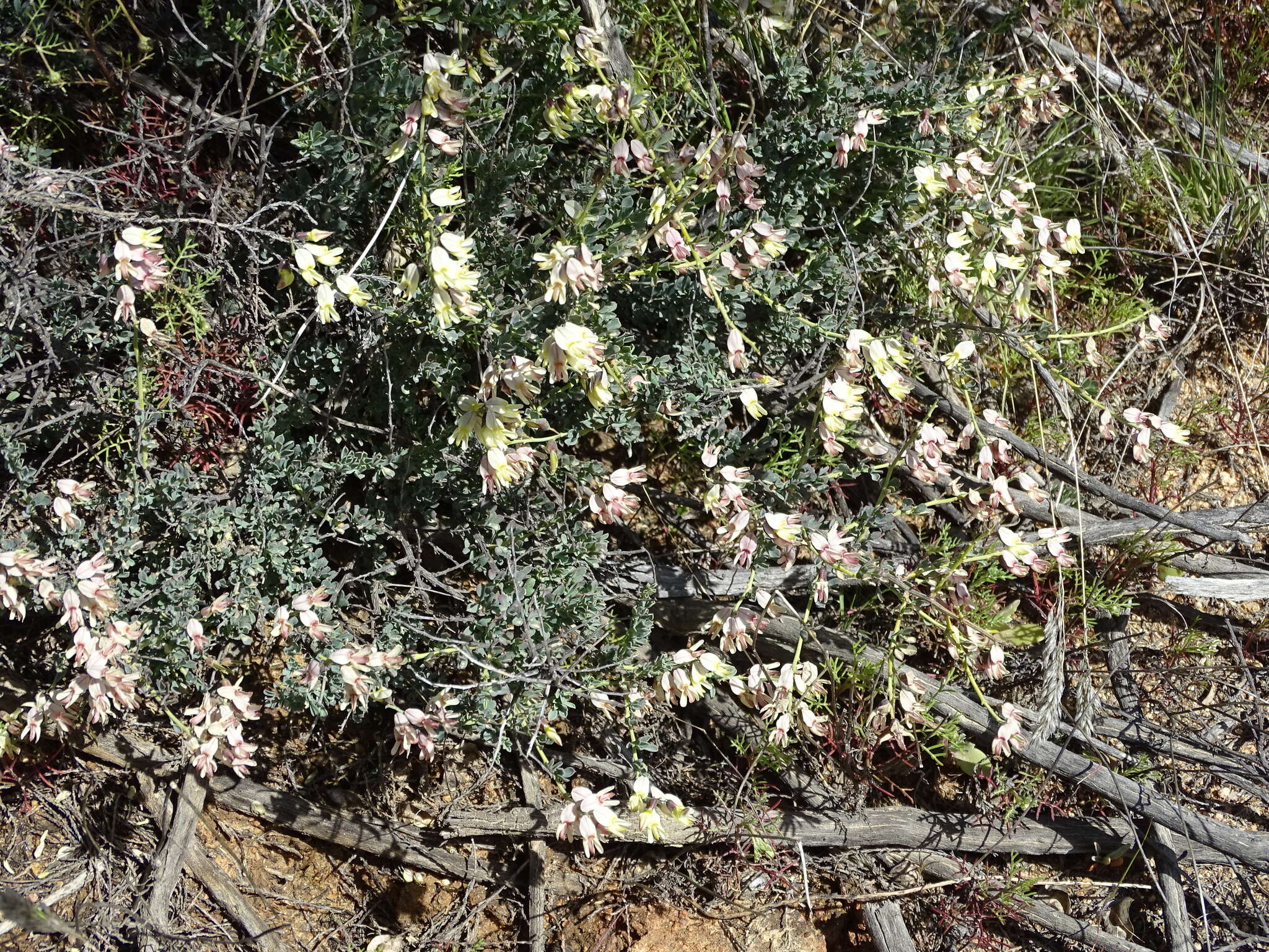 Image of Wiborgia sericea Thunb.