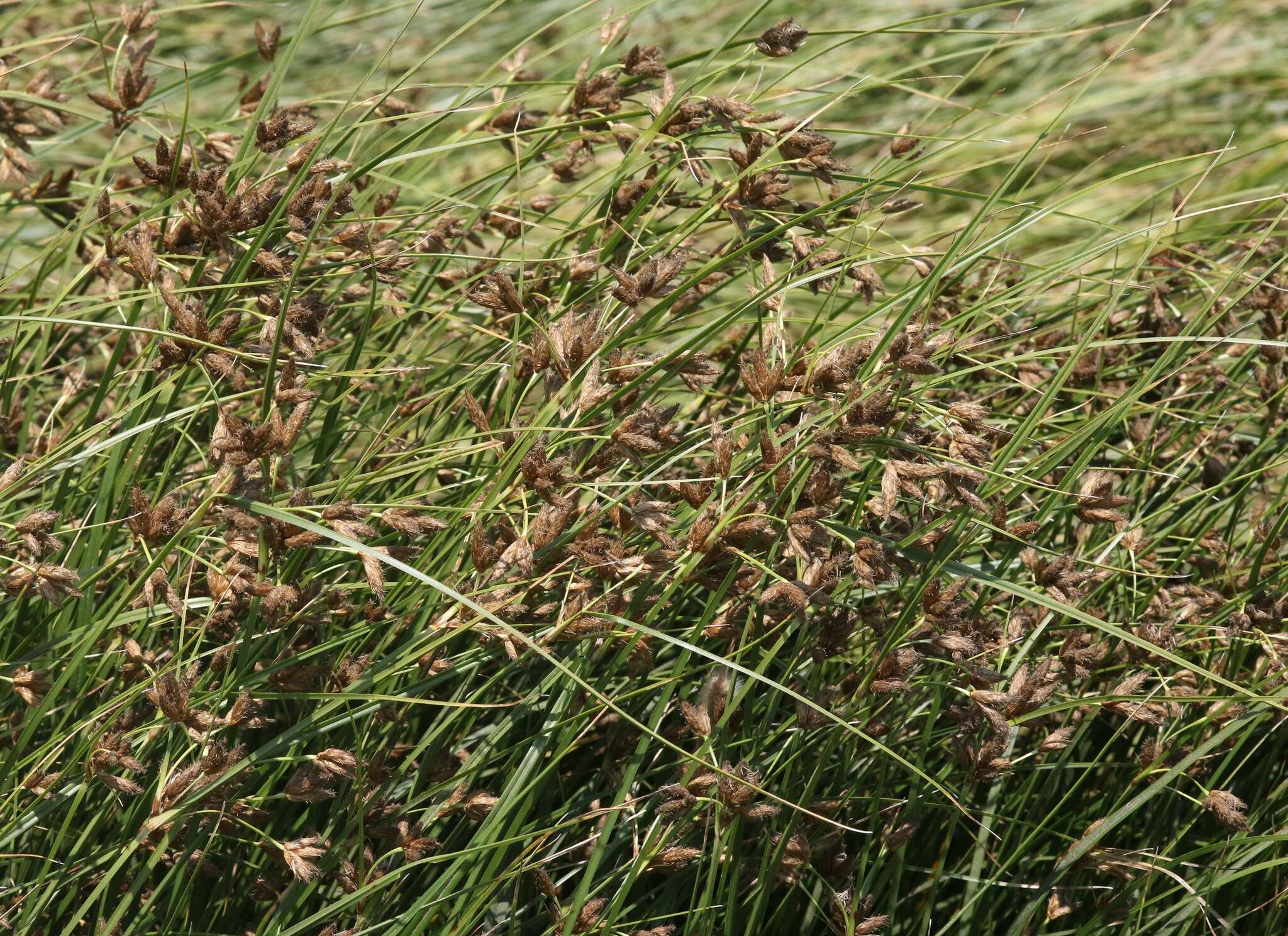 Image of tuberous bulrush