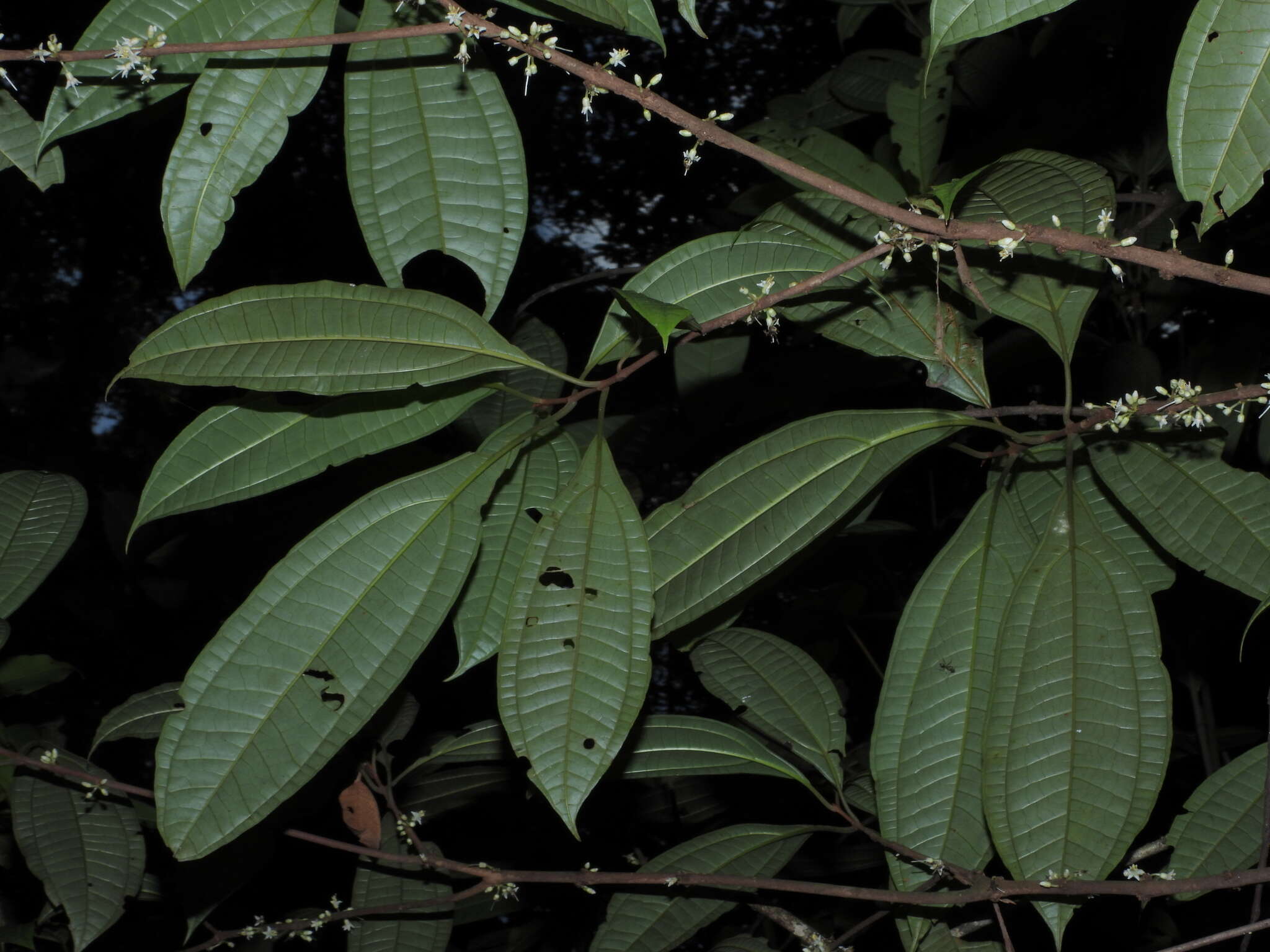 Image of Henriettea caudata (Gleason) Penneys, Michelang., Judd & Almeda