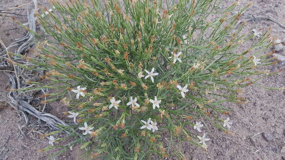 Image of skeletonweed