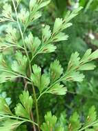 Image of Johnstone River fern