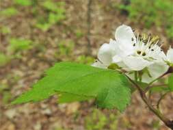 Image of Copenhagen hawthorn