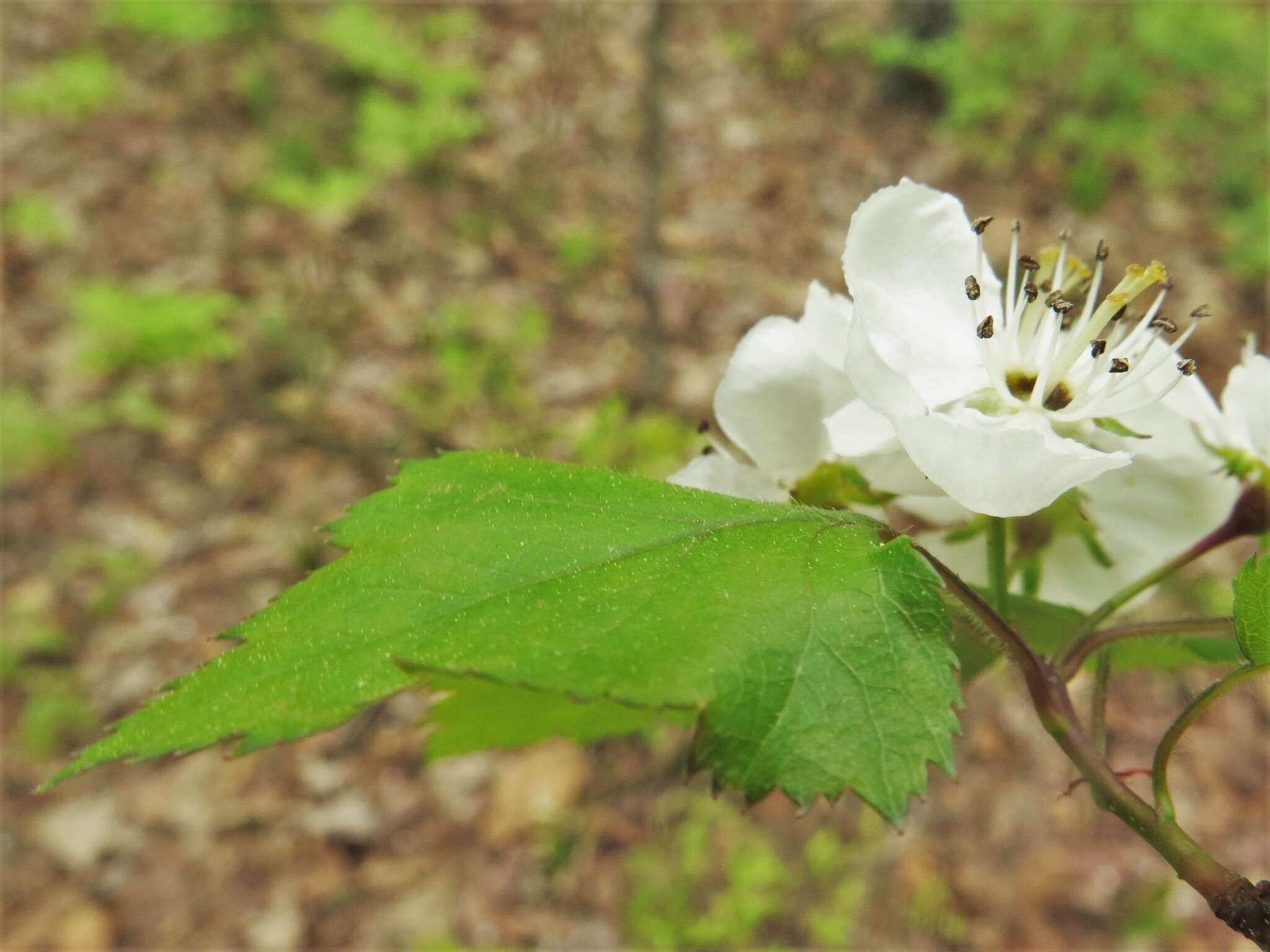 Image of Copenhagen hawthorn