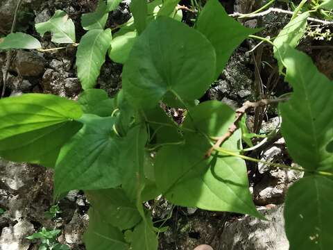 Sivun Dioscorea convolvulacea Cham. & Schltdl. kuva