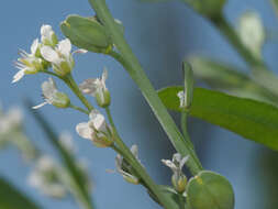 Image of gardencress pepperweed