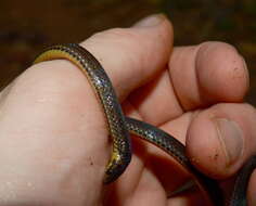 Image of Zidok's Ground Snake