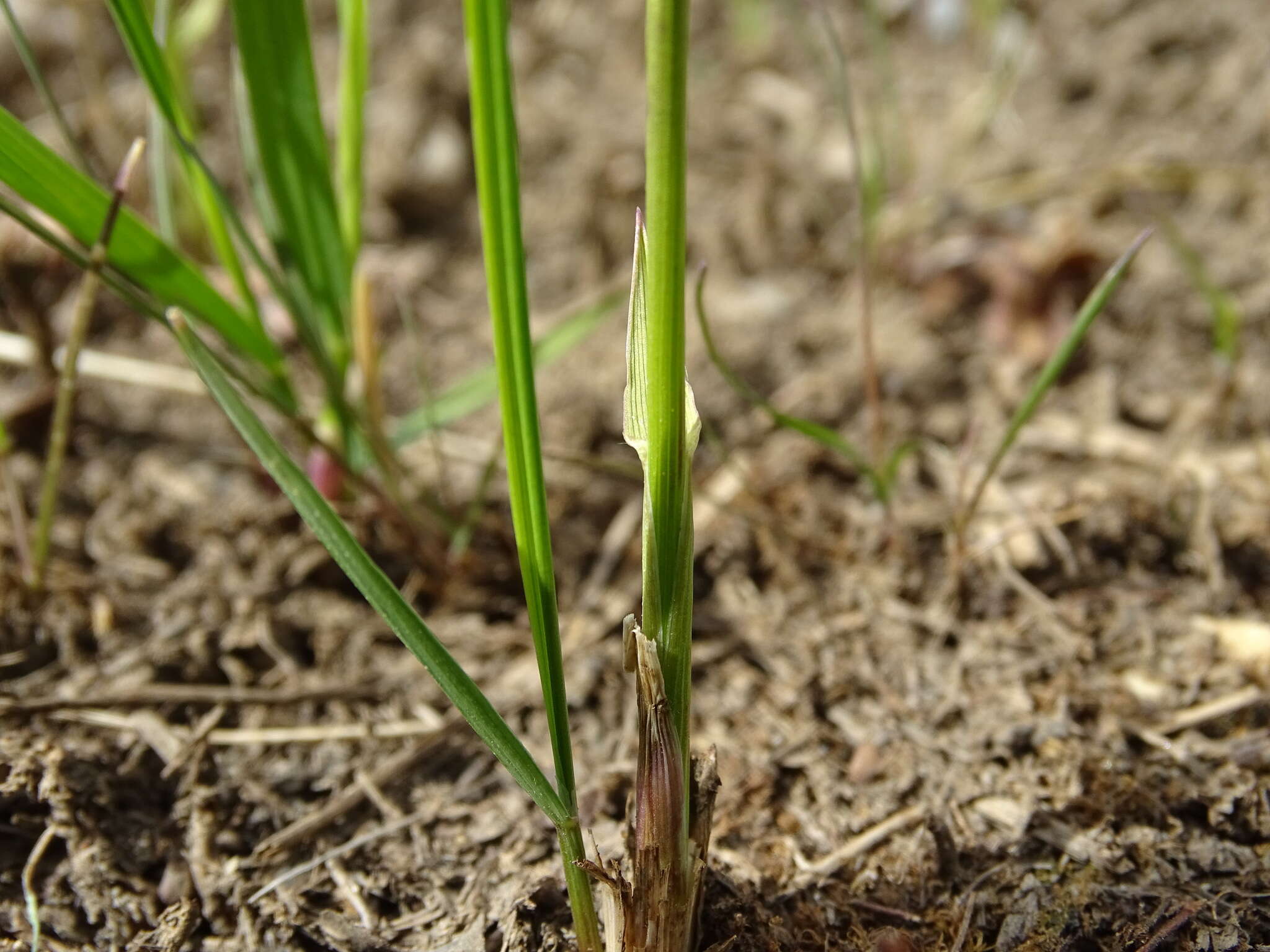 Image of Northern Sweet Vernal Grass