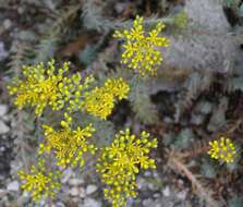 Image de Petrosedum orientale