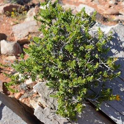 Imagem de Pteronia ciliata Thunb.