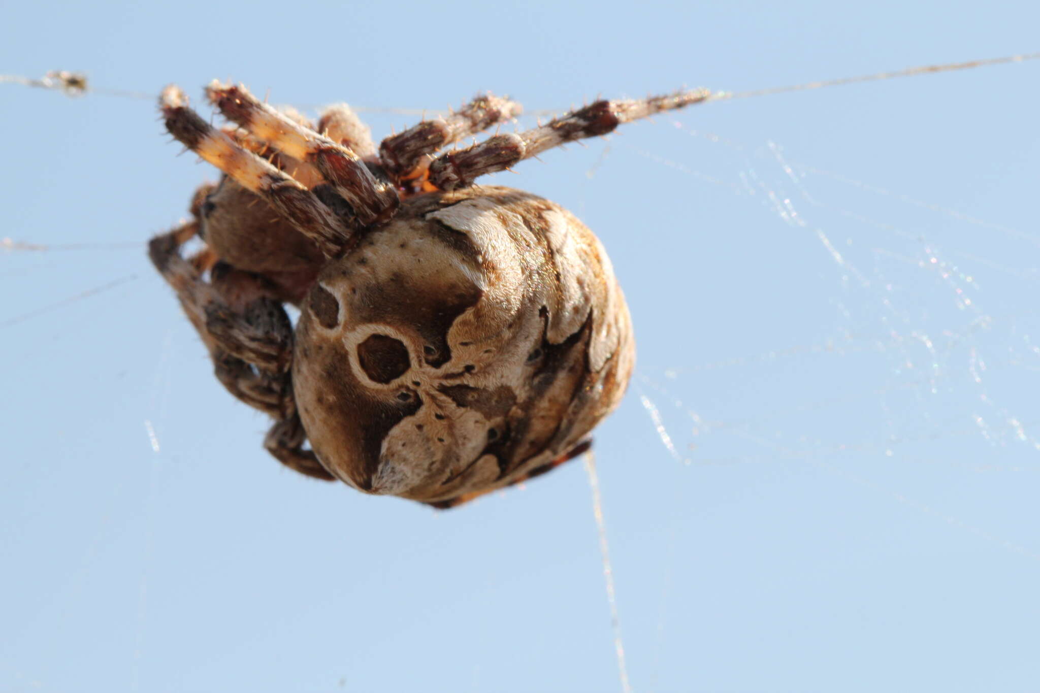 Image of Araneus grossus (C. L. Koch 1844)