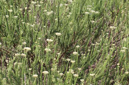 Image of Metalasia eburnea Bengtson & P. O. Karis