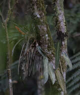 Philodendron spiritus-sancti G. S. Bunting resmi