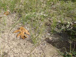 Image of coastal jointweed