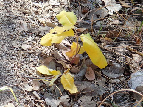 Image of mahogany milkweed