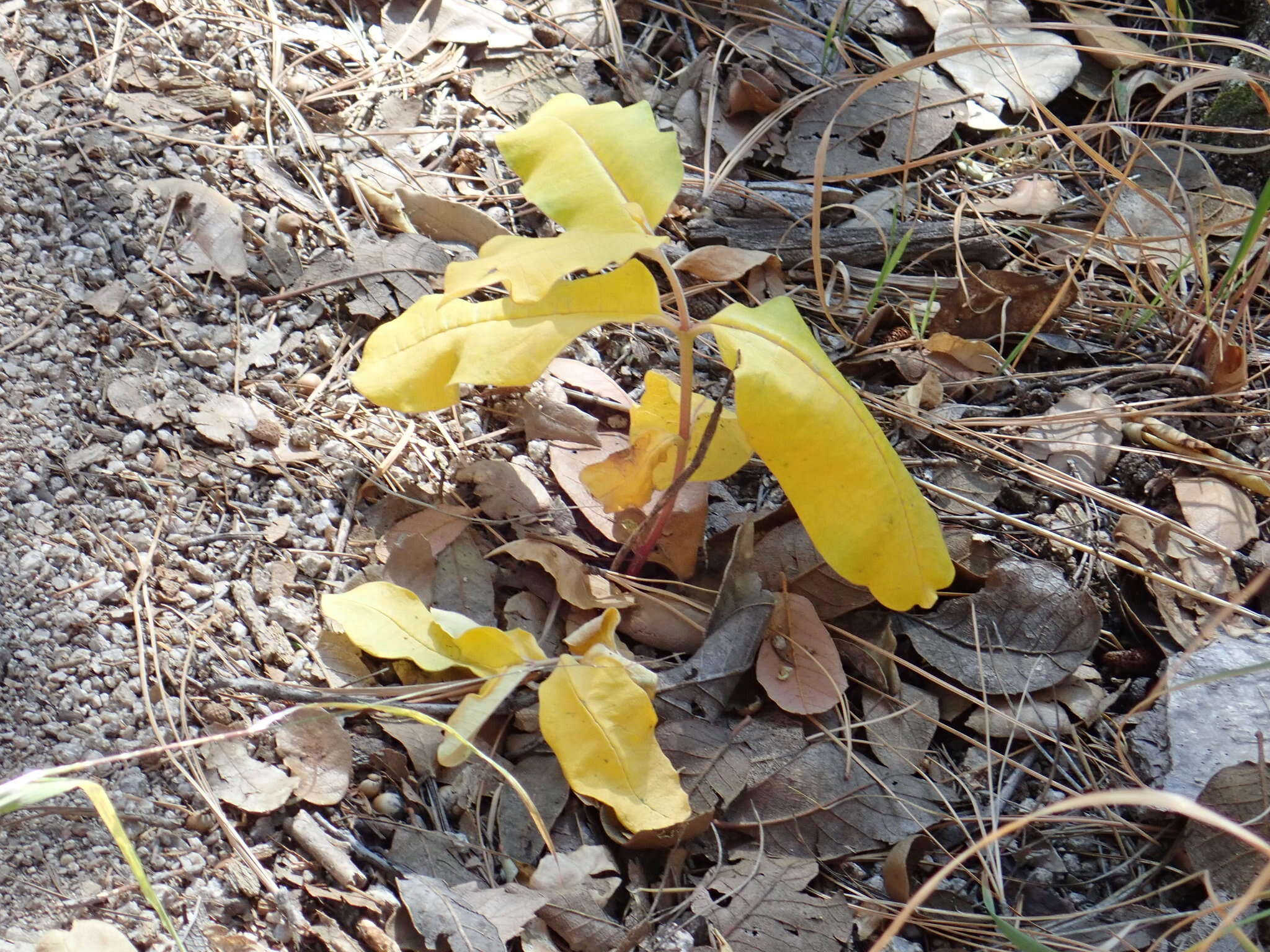 Image de Asclepias hypoleuca (A. Gray) R. E. Woodson