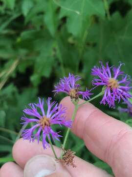 Plancia ëd Vernonia texana (A. Gray) Small