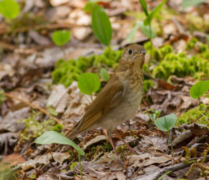 صورة Catharus fuscescens (Stephens 1817)