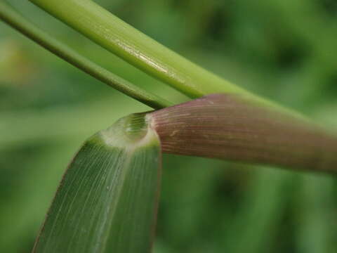 Image of Grass